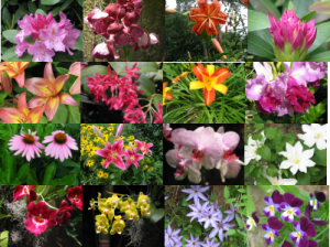 flowers-1-photos