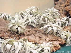 tillandsia1 tillandsia1