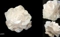 La rosa di cucchiaini