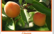 Liquore ai noccioli di albiccocca Liquore ai noccioli di albiccocca