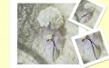 bomboniera