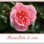marmellata di rose