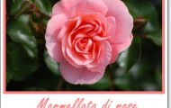 marmellata di rose