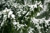 albero-con-neve.jpg