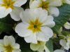 primula.jpg