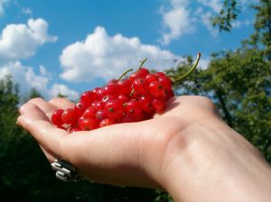 1126971_red_currants_in_hand