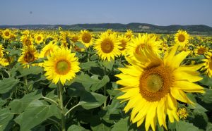 1214652_sunflowers