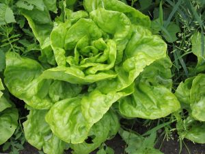 1219974_lettuce_on_a_field