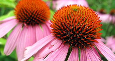 echinacea