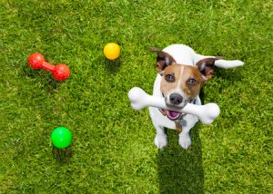 59021195 - happy jack russell terrier dog in park or meadow waiting and looking up to owner to play and have fun together, bone in mouth