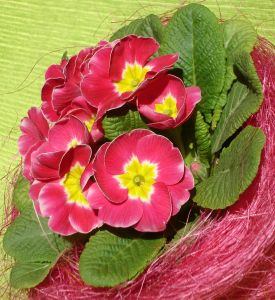 746251_spring_primula_flower_2